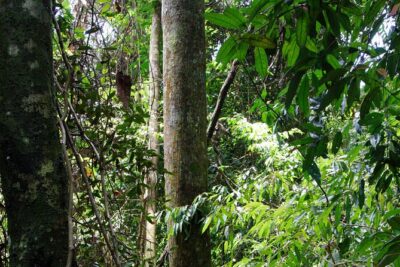 3-Day Bukit Lawang Tour Including 1-Day Ethical Jungle Trekking