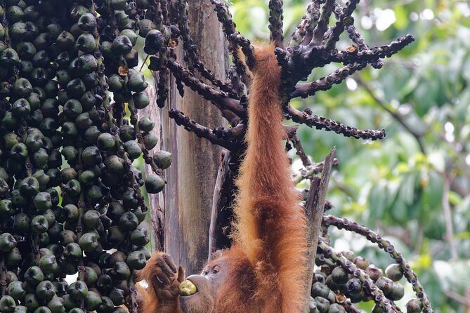 3-Day Bukit Lawang Tour Including 1-Day Ethical Jungle Trekking - Day 3: Returning to Medan with time for culture