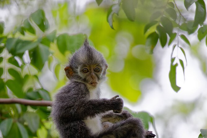 3-Day Bukit Lawang Tour Including 1-Day Ethical Jungle Trekking - What the $392.62 price covers
