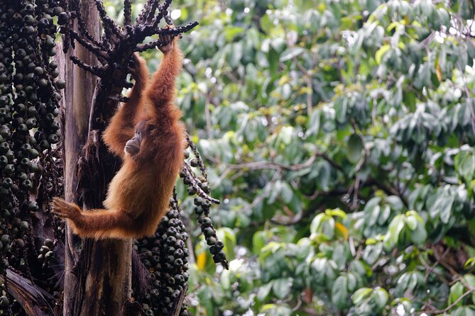 3-Day Bukit Lawang Tour Including 1-Day Ethical Jungle Trekking - The practical side of an ethical orangutan visit