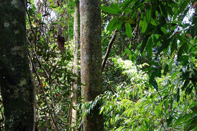 3-Day Bukit Lawang Tour Including 1-Day Ethical Jungle Trekking - Day 1: Three to four hours from Medan to Bukit Lawang