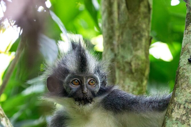 3-Day Ethical Orangutan Jungle Trek | Bukit Lawang, Sumatra - Starting at 9:00 am in Bukit Lawang