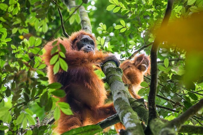 3-Day Ethical Orangutan Jungle Trek | Bukit Lawang, Sumatra - What the physical effort involves