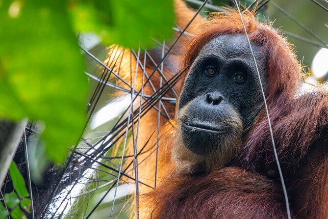 3-Day Ethical Orangutan Jungle Trek | Bukit Lawang, Sumatra - Why the small group and guide quality matter