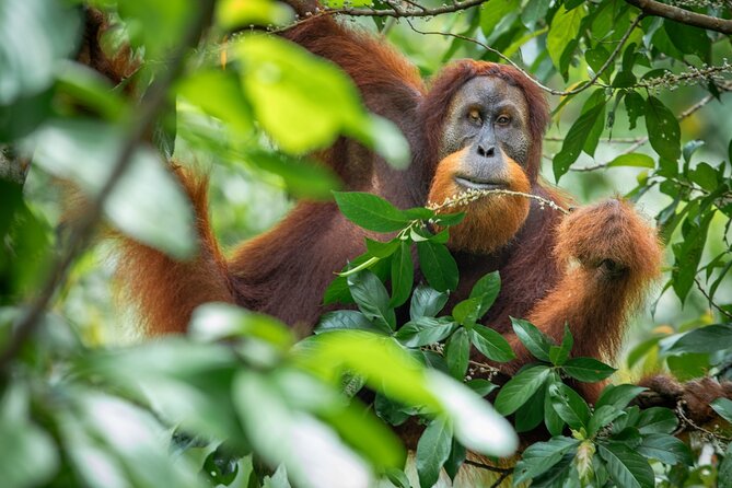 3-Day Ethical Orangutan Jungle Trek | Bukit Lawang, Sumatra - What three days in Gunung Leuser really means