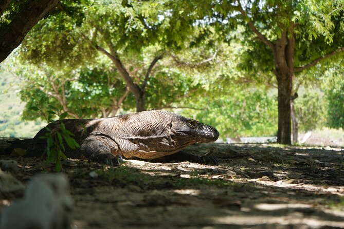 3 Days Deluxe Boat Private Cabin Sailing Trip in Komodo Island - Day three: Kanawa and the return toward Labuan Bajo