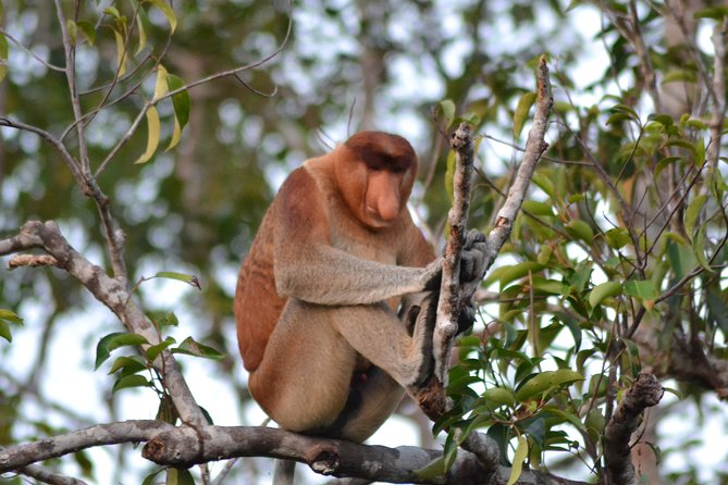 3 Days Deluxe Cabin Houseboat Orangutan Tanjung Puting - Following the river from Pangkalan Bun to Kumai