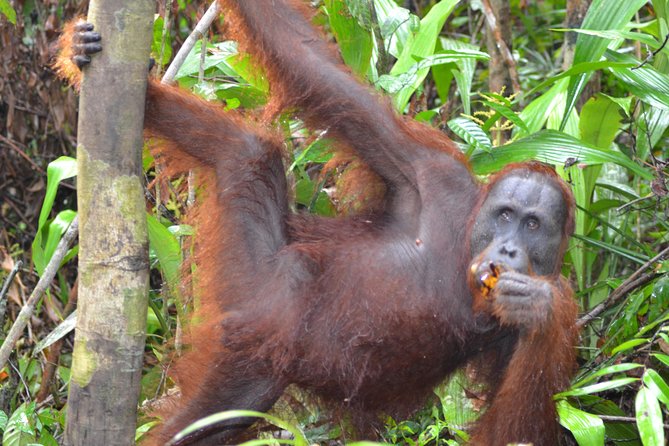 3 Days Deluxe Cabin Houseboat Orangutan Tanjung Puting - Tanjung Harapan and the first orangutan walk