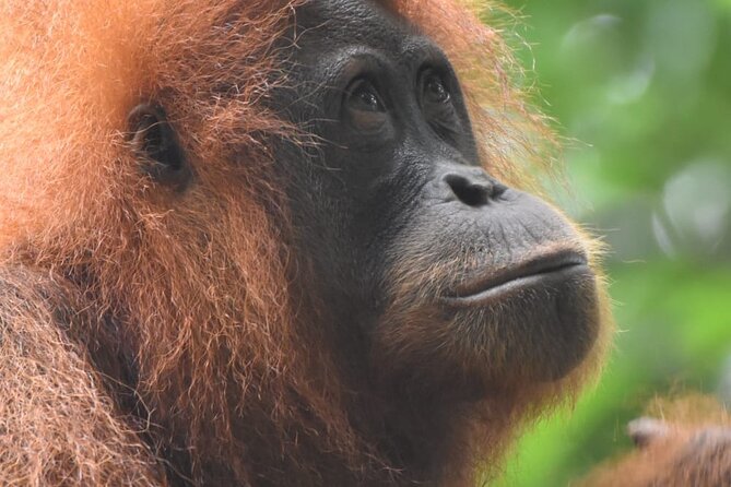 3 Days Orangutan Sumatra Jungle Trekking with Rafting - Starting at 8:30 in Bukit Lawang