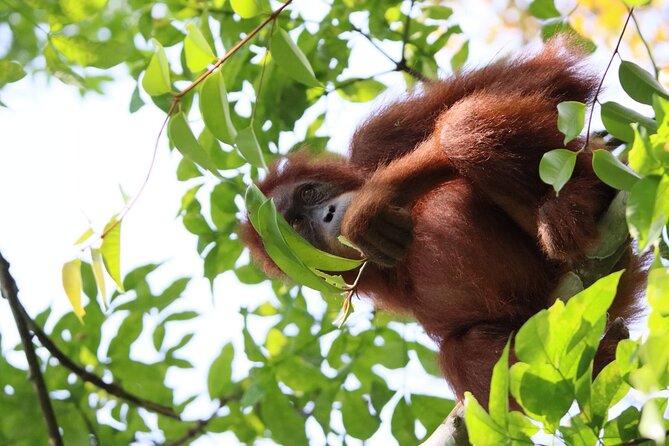 3 Days Orangutan Sumatra Jungle Trekking with Rafting - Walking into the Gunung Leuser forest
