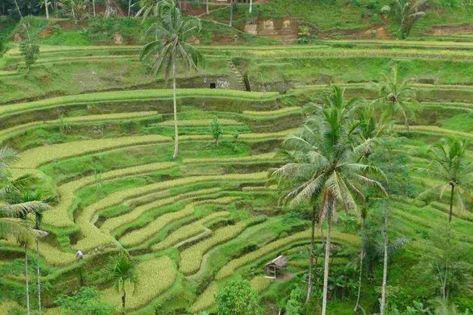 3 Days Sightseeing to the Famous Place in Bali - Day three: Bedugul’s mountain air and Lake Bratan