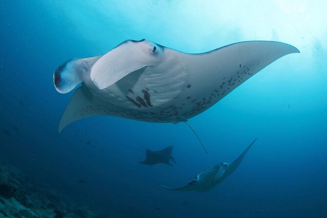 3 Epic Dives in Nusa Penida - Certified Divers' Day Trip - Why Nusa Penida is worth the early start