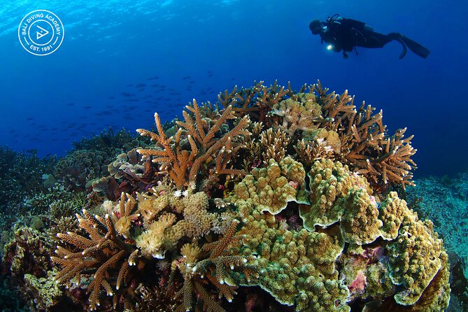 3 Epic Dives in Nusa Penida - Certified Divers' Day Trip - Timing, fitness, and the practical details