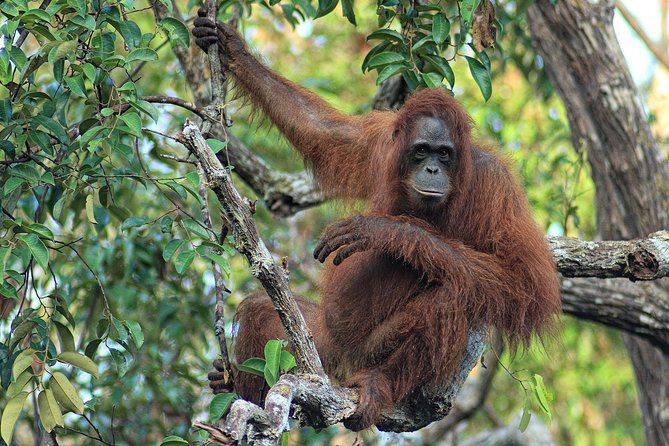 3ns Private Orangutan and Bornean Primates Kelotok Tour - Night trekking and the smaller creatures