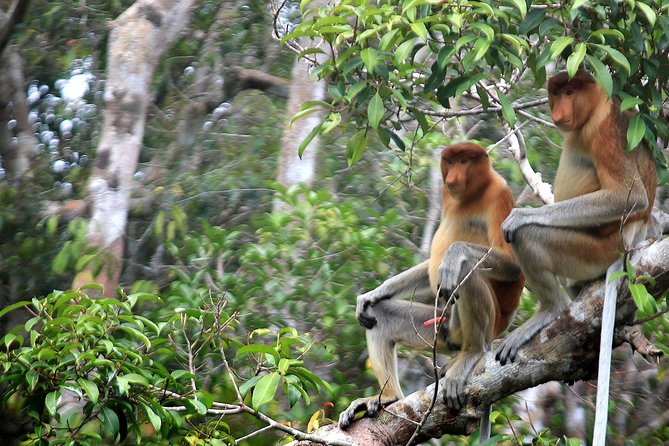 3ns Private Orangutan and Bornean Primates Kelotok Tour - Day four: A slow return to Kumai