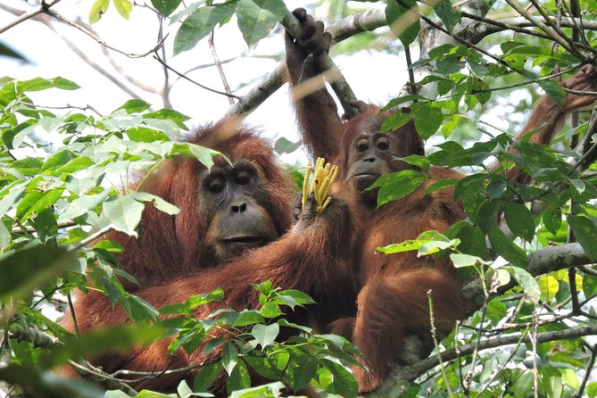 4 Day Jungle Adventure including 2 day trek - What three nights of accommodation really means