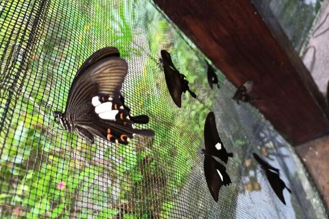 4-Hour Private Tour in Jatiluwih Terraces and Butterfly Park - A three-part taste of Bali beyond Kuta