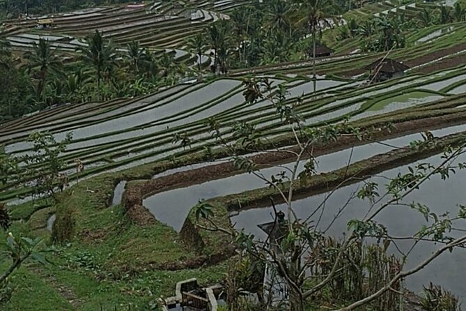 4-Hour Private Tour in Jatiluwih Terraces and Butterfly Park - Is $70 good value for four hours?