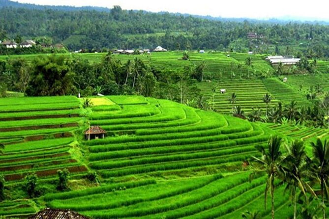 4-Hour Private Tour in Jatiluwih Terraces and Butterfly Park - Who will enjoy this tour most