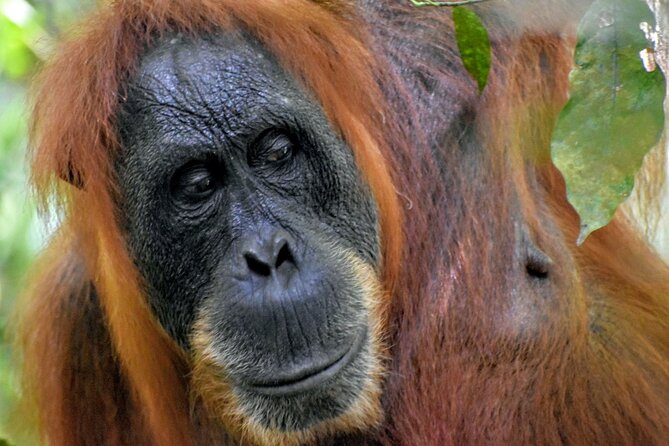 5 Days North Sumatra Adventure : Bukit Lawang & Mount Sibayak - Key points to know before booking