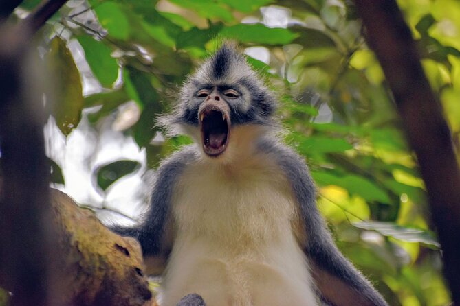 5 Days North Sumatra Adventure : Bukit Lawang & Mount Sibayak - A night at the jungle campsite