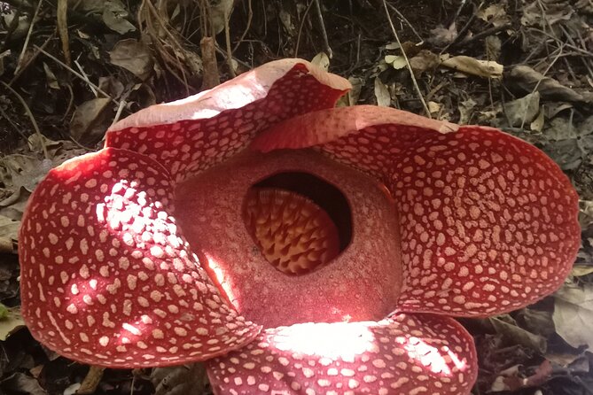 5-Days Private Tour in West Sumatera - Day 1: Coffee, Sianok Canyon, and the search for a rare flower