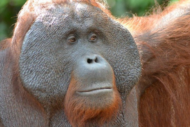 5 Days Truly Orangutan Wildlife Jungle Trail - Key points to know before booking