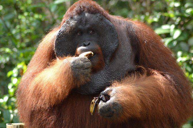 5 Days Truly Orangutan Wildlife Jungle Trail - The river is your road into Tanjung Puting