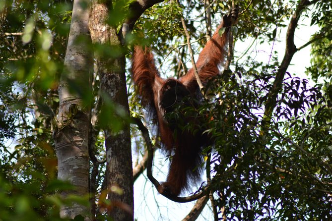5 Days Truly Orangutan Wildlife Jungle Trail - Why orangutan feeding sites need the right expectations