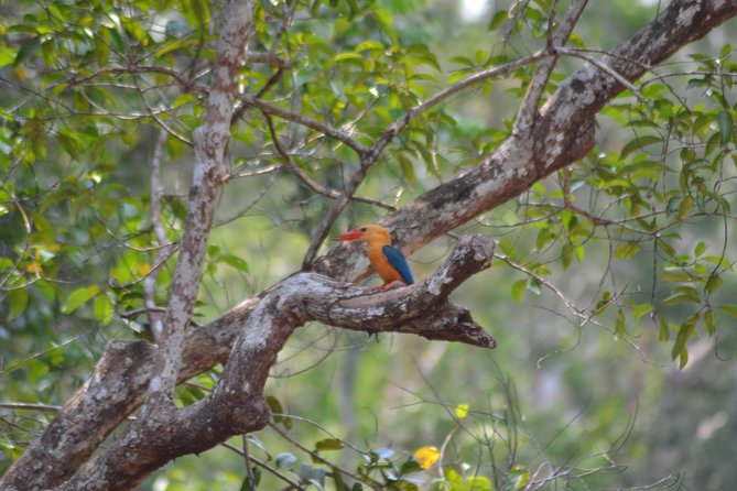 5 Days Truly Orangutan Wildlife Jungle Trail - Day 3: A 9-kilometer walk into lowland forest