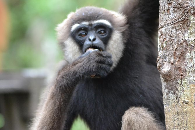 5 Days Truly Orangutan Wildlife Jungle Trail - Day 4: Pesalat, Tanjung Harapan village, and fireflies