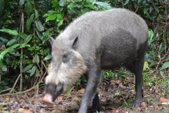 5 Days Truly Orangutan Wildlife Jungle Trail - Day 5: Arut River, the traditional market, and Istana Kuning