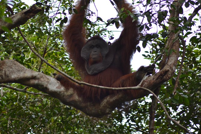5 Days Truly Orangutan Wildlife Jungle Trail - Day 1: Tanjung Harapan and a river sunset