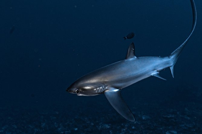 5 Fun Dives in Nusa Lembongan (for certified divers) - Swim with a Mola Mola - Mangrove Point offers a different side of Lembongan