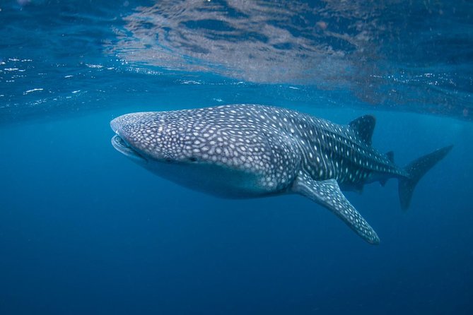 5 Fun Dives in Nusa Lembongan (for certified divers) - Swim with a Mola Mola - A practical setup for certified participants