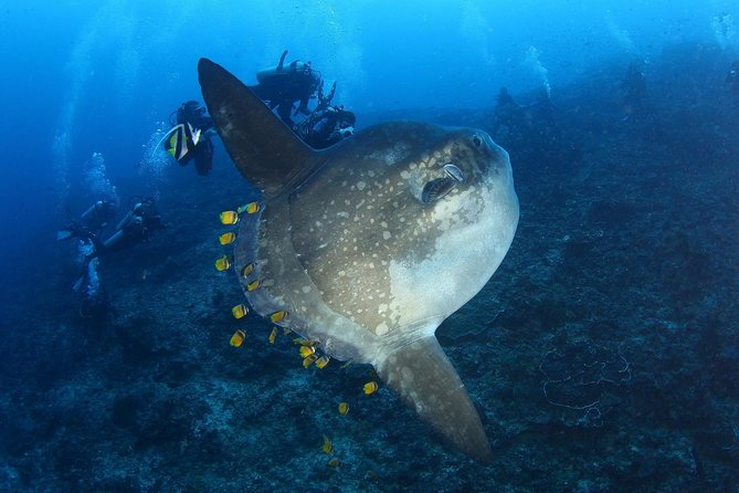 5 Fun Dives in Nusa Lembongan (for certified divers) - Swim with a Mola Mola - What the guides add to the experience