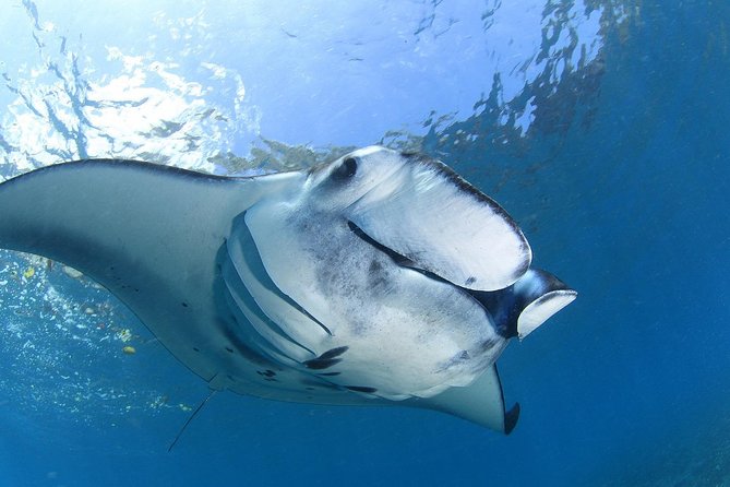 5 Fun Dives in Nusa Lembongan (for certified divers) - Swim with a Mola Mola - Manta Point brings the strongest wildlife promise