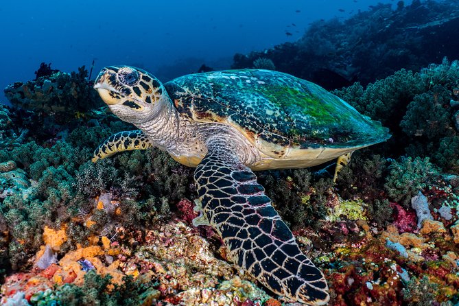 5 Fun Dives in Pemuteran (for certified divers) - Exploration in Menjangan Park - Why Menjangan Island makes this a worthwhile package