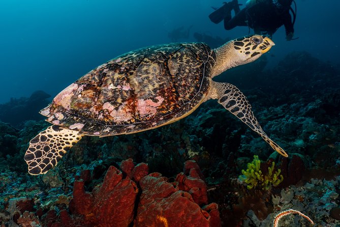 5 Fun Dives in Pemuteran (for certified divers) - Exploration in Menjangan Park - What you can see at Eels Garden and POS 2