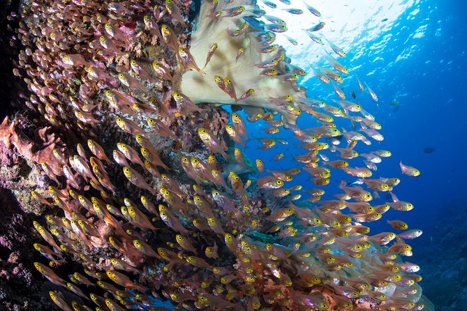 5 Fun Dives in Pemuteran (for certified divers) - Exploration in Menjangan Park - Mandarin Point, Cave Point, and the smaller subjects