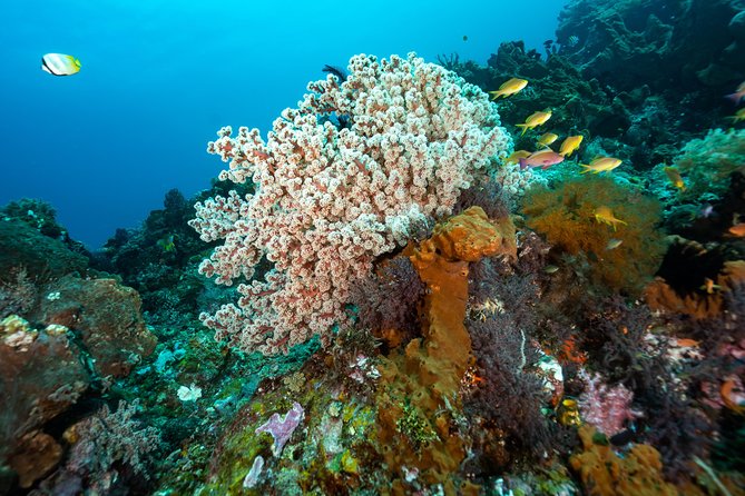 5 Fun Dives in Pemuteran (for certified divers) - Exploration in Menjangan Park - The instructors and the value of guided local help