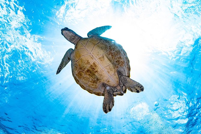 5 Fun Dives in Pemuteran (for certified divers) - Exploration in Menjangan Park - What the $180.56 price really covers