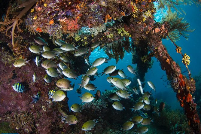 5 Fun Dives in Tulamben (for certified divers) - Discover famous diving sites - Boga wreck and the search for small creatures