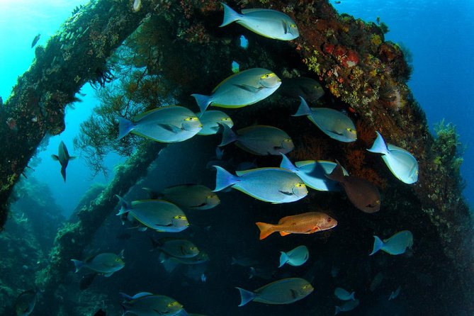 5 Fun Dives in Tulamben (for certified divers) - Discover famous diving sites - What the high ratings mean for your decision