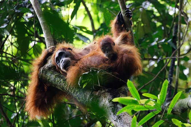 6 Days Bukit Lawang - Berastagi Tour (2D1N Jungle Treking + Sunrise Hiking) - Key points at a glance