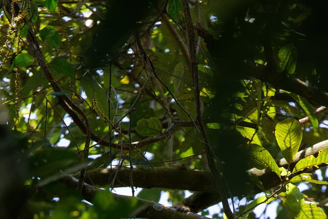6 Days Bukit Lawang - Berastagi Tour (2D1N Jungle Treking + Sunrise Hiking) - The Bukit Lawang ethical question