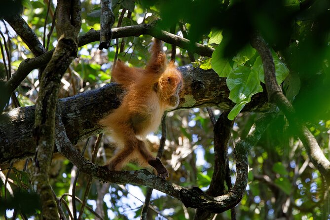 6 Days Bukit Lawang - Berastagi Tour (2D1N Jungle Treking + Sunrise Hiking) - What $852.89 per person buys you