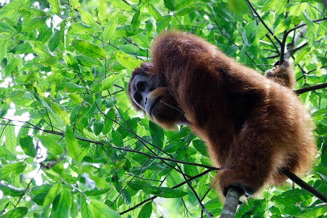 7 Days 6 Nights North Sumatra Tour (Bukit Lawang-Berastagi-Lake Toba) - Key points before you book
