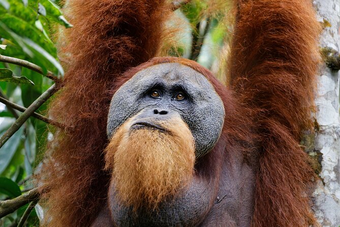 7 Days 6 Nights North Sumatra Tour (Bukit Lawang-Berastagi-Lake Toba) - Day 1: leaving Medan for Bukit Lawang