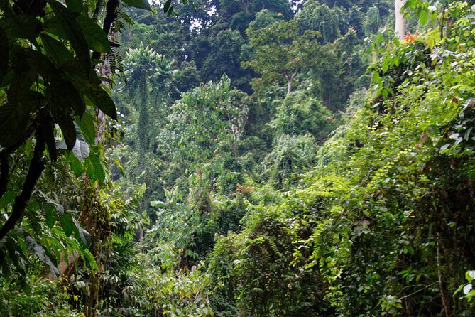 7 Days 6 Nights North Sumatra Tour (Bukit Lawang-Berastagi-Lake Toba) - Day 2: six hours in Gunung Leuser National Park